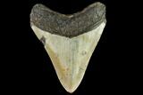 Fossil Megalodon Tooth - North Carolina #109868-2
